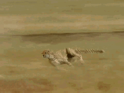 Cute Animal In Tail Grass Cheetah Running  GIF