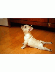 Cute Animal Stretch Compilation GIF
