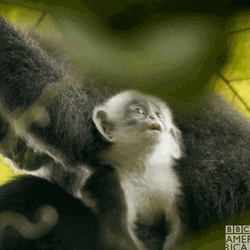 Cute Animals Baby Monkey Yawn GIF