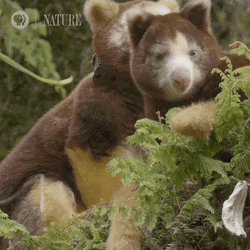 Cute Animals Bear Like Creatures GIF