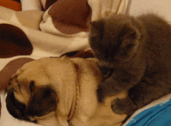 Cute Animals Cat Back Rubbing Pug GIF