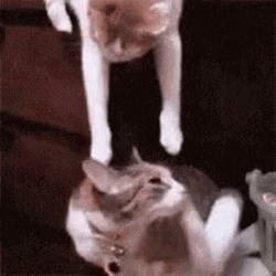 Cute Animals Cat Upside Down Kiss GIF