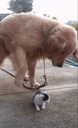 Cute Animals Dog Petting Kitten GIF