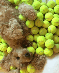 Cute Animals Dog With Tennis Balls  GIF