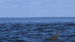 Cute Animals Dolphin Twist Flip GIF