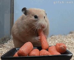 Cute Animals Hamster Eating Carrots GIF
