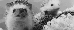 Cute Animals Hedgehog Yawn GIF