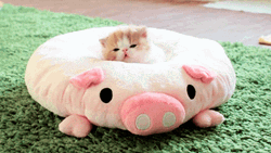 Cute Animals Kitten Sleeping In Pig Bed GIF