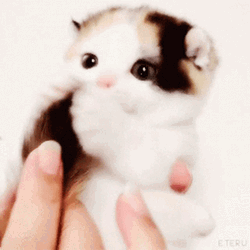 Cute Animals Kitten Tail Bite GIF