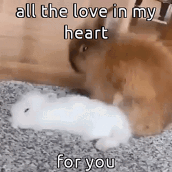 Cute Animals My Heart For You Rabbits GIF