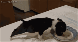 Cute Animals Puppy Flip While Eating GIF