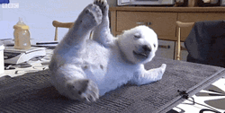 Cute Animals Puppy Stumbles GIF