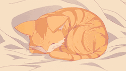 Cute Animated Cat Sleeping GIF