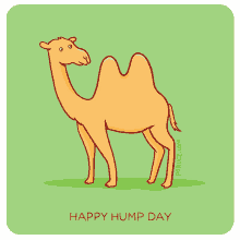 Cute Animated Happy Hump Day Camel GIF