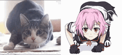 Cute Anime Cat Girls Meme