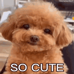 Cute Aww GIF