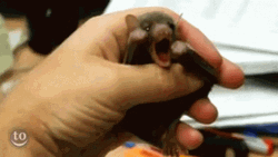 Cute Baby Bat Big Mouth Yawning GIF