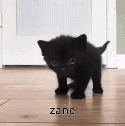 Cute Baby Cat Zane Aphmau GIF
