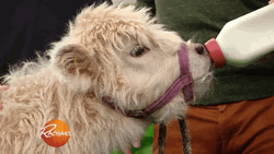 Cute Baby Cow Drinking Milk