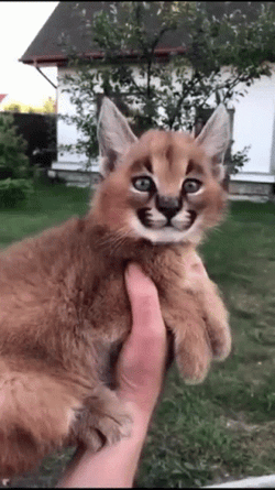 Cute Baby Floppa Video Clips GIF