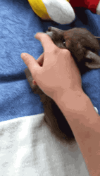 Cute Baby Fox Biting Human Finger