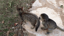 Cute Baby Monkey Playing With Kitten GIF