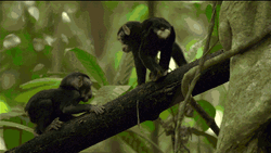 Cute Baby Monkeys Playing On Tree GIF