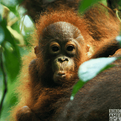 Cute Baby Orangutan Monkey Cooing GIF