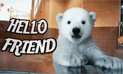 Cute Baby Polar Bear Waving Hello Friend GIF