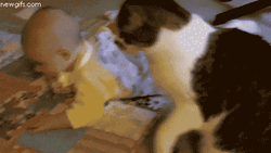 Cute Baby Rolling Cat Cuddle GIF