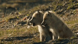 Cute Baby Wolves Howl GIF