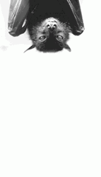 Cute Bat Hanging Upside Down GIF