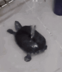 Cute Bathing Turtle