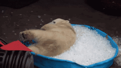 Cute Bear Ice Cubes  GIF