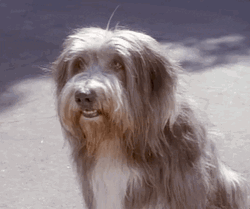 Cute Bearded Collie Dog High Five Welcome Meme