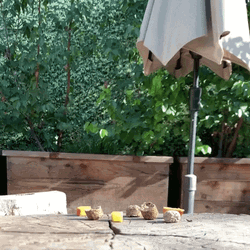 Cute Beaver Stealing Food GIF