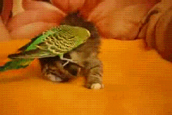 Cute Bird And Kitten Friendship