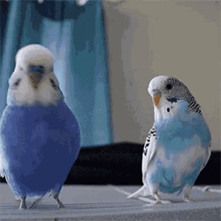 Cute Bird Couple Kiss