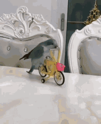 Cute Bird Riding Bike