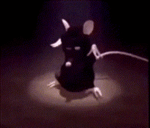 Cute Black Cat Dancing GIF