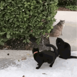 Cute Black Cats Playing GIF