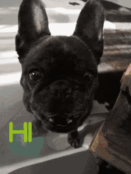 Cute Black Dog Waving Hi GIF