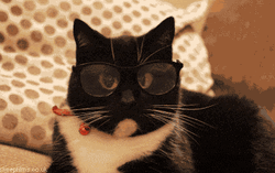 Cute Black Nerd Cat GIF