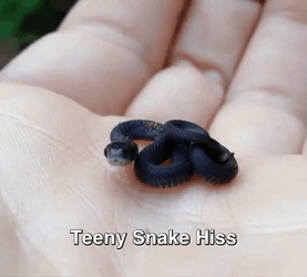 Cute Black Snake On Palm Hissing GIF