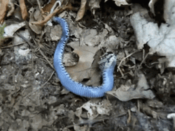 Cute Blue Snake Pretending To Be Dead GIF