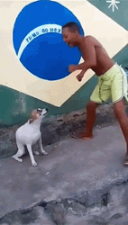 Cute Boy Dog Dancing Meme GIF