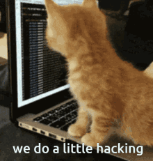 Cute Brown Cat Doing Little Hacking GIF