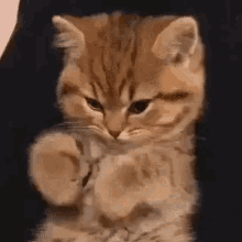 Cute Brown Cat Paw Play GIF
