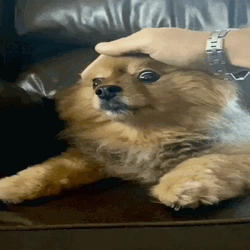 Cute Brown Dog Head Caress GIF