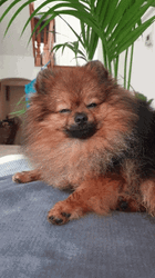 Cute Brown Pomeranian GIF